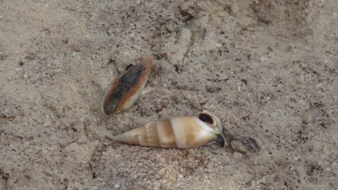 Interacting sea snails. Fast motion footage. Stock-Footage 104949928