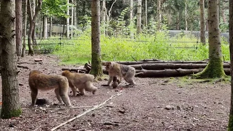 Interaction of 4 macaque in wild nature. Baby monkey Video stock 162473692
