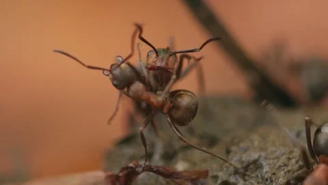 Interaction of ants of different size Stock Footage 317216263