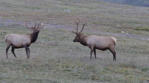 Interaction Between 2 Velvet Bulls and 1 Hard Antlered Bull Stock Footage 73579666
