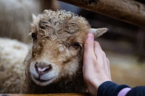 The interaction between a hand petting a sheeps head. A gentle hand pets a young Stock-Fotos