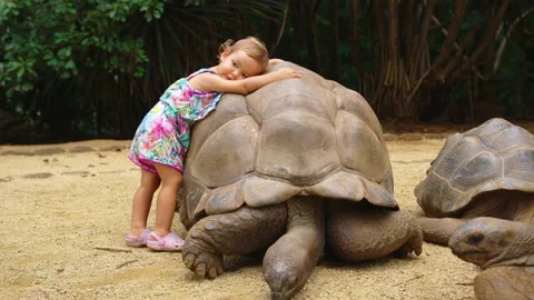 Interaction between humans and animals. Baby caress a big turtle in the zoo. The Stock Footage 168630553
