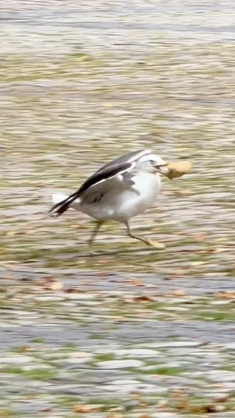 Interaction between seagulls in a town Видео 344164980