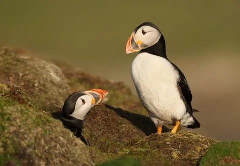 An interaction between two Atlantic puffins by the burrow Stock Photos