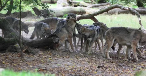 Interaction in a gray wolf family in the forest Video stock 140193525
