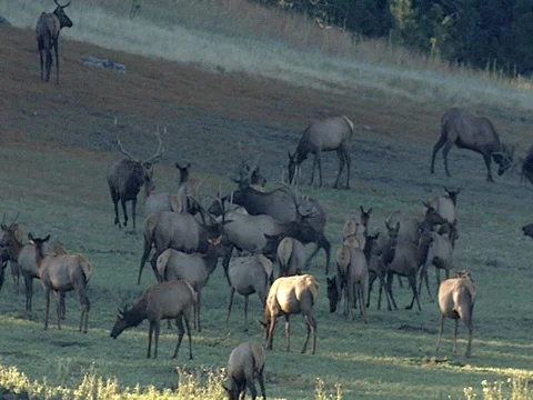 Interaction of Multiple Bull Elk in Herds That Intermingled, Antler Clashing Stock Footage 125480973