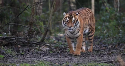 Interaction with a tiger in the forest in slow motion Stock Footage 169966344