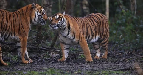Interaction with a tiger in the forest in slow motion Stock Footage 169967800