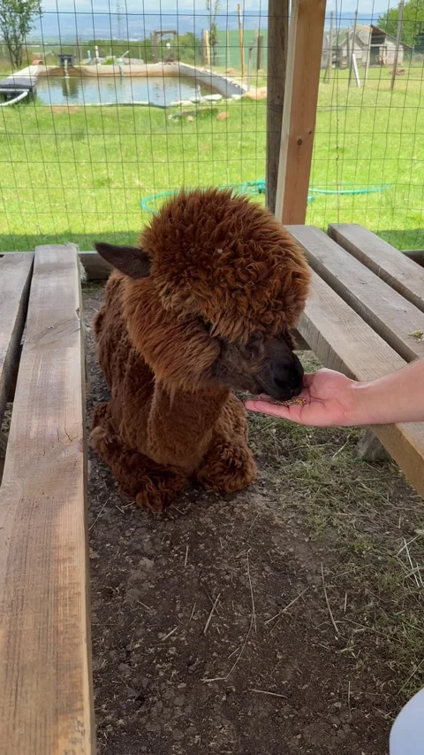 Interactive Animal Farm Featuring Alpaca in Public Visitor Area Stock Footage 337883677