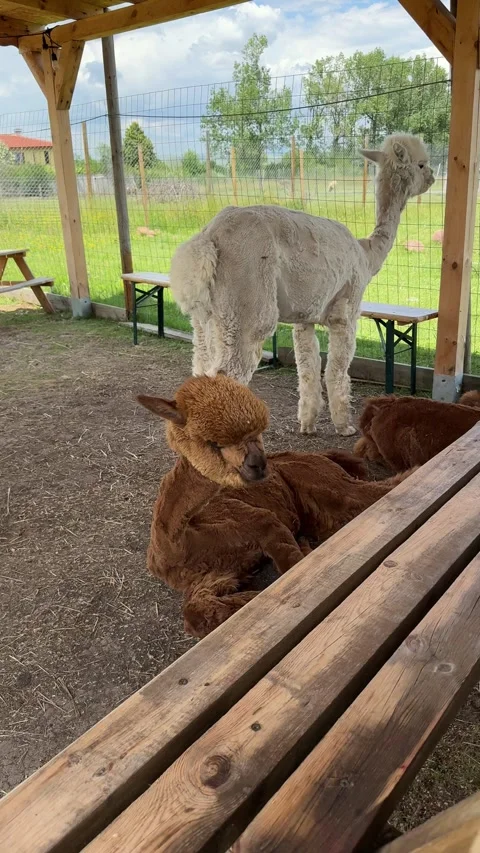 Interactive Animal Farm Featuring Alpaca in Public Visitor Area Stock Footage 337883682