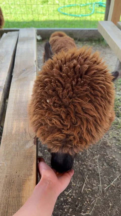 Interactive Animal Farm Featuring Alpaca in Public Visitor Area Stock Footage 337883683