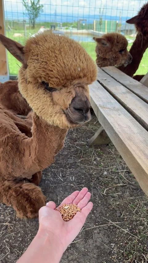 Interactive Animal Farm Featuring Alpaca in Public Visitor Area Stock Footage 337883687