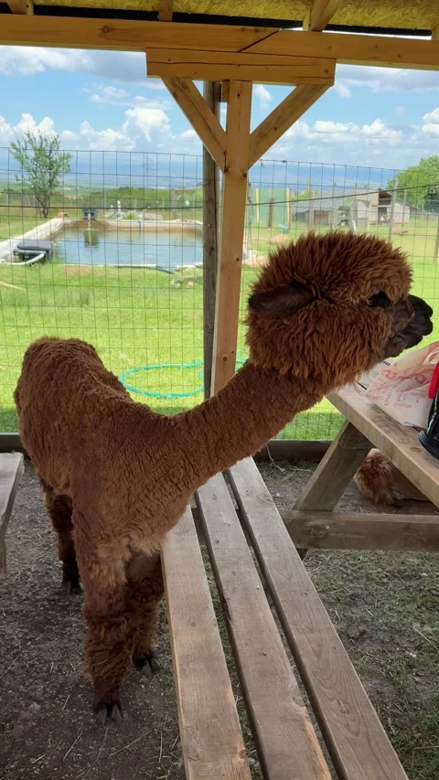 Interactive Animal Farm Featuring Alpaca in Public Visitor Area Stock Footage 337883696