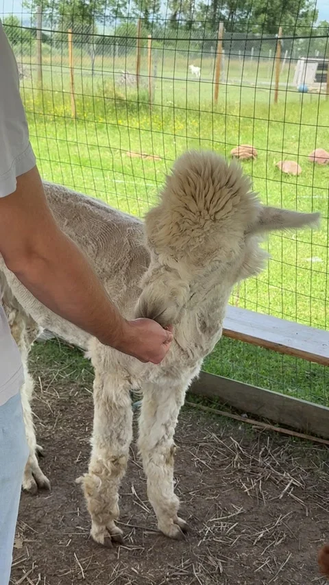 Interactive Animal Farm Featuring Alpaca in Public Visitor Area Stock Footage 337883705