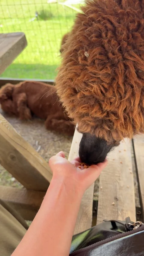 Interactive Animal Farm Featuring Alpaca in Public Visitor Area Stock Footage 337883710
