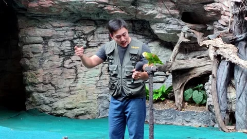 Interactive Bird Show Featuring Parrot and Trainer on Stage Video stock 337784776