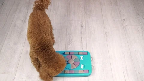 Interactive Entertainment for Your Four-Legged Friend. Stock-Footage 295382020