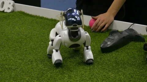 Interactive intelligent pet. Robot-dog moving at the exhibition.  Stock Footage 104407298