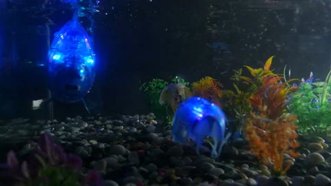 Interactive robot-pet. Robot-fish moving in the tank.   Stockbeeldmateriaal 103840082