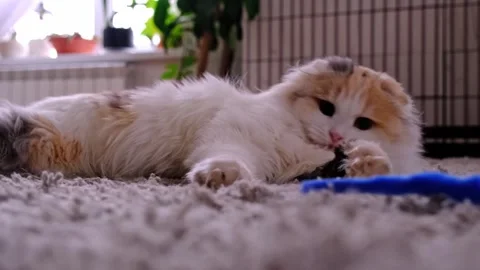 Interactive Scottish Fold cat and blue worm teaser, slow motion, joyful pla.. 스톡 동영상 330309072