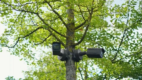 Interactive video surveillance cameras mounted on a tree Stock Footage 340664787
