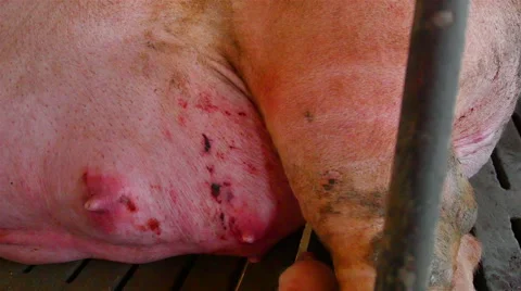 Interbreeding large pig farm. Vídeo Stock 46482692