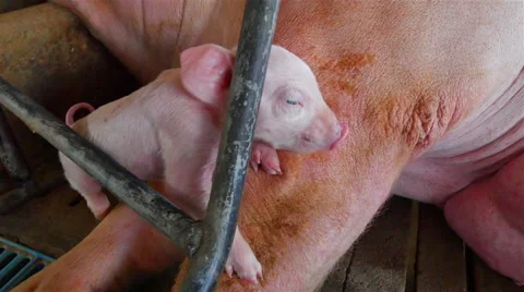 Interbreeding large pig farm. Vídeos de archivo 46484807