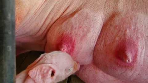 Interbreeding large pig farm. Stock Footage 46486317