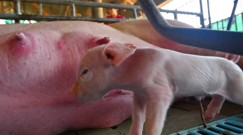 Interbreeding large pig farm. Vidéo 46517566