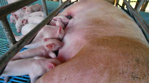 Interbreeding large pig farm. Stock Footage 46606369