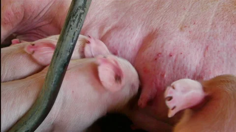 Interbreeding large pig farm. Stock Footage 46693551