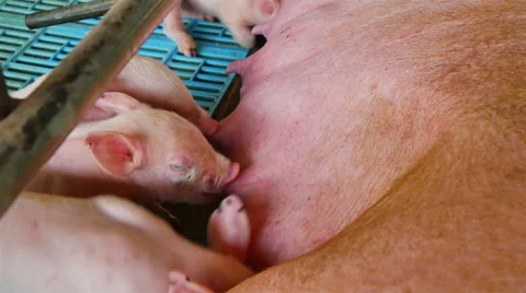 Interbreeding large pig farm. Stock Footage 46722552