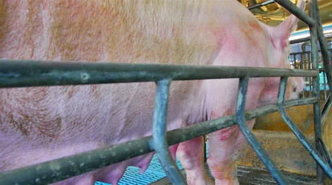 Interbreeding large pig farm. Video stock 46727581