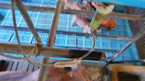 Interbreeding large pig farm. Vídeo Stock 46761826