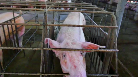 Interbreeding large pig farm. Stock Footage 46769600
