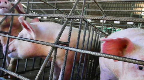 Interbreeding large pig farm. Stockbeeldmateriaal 46804437