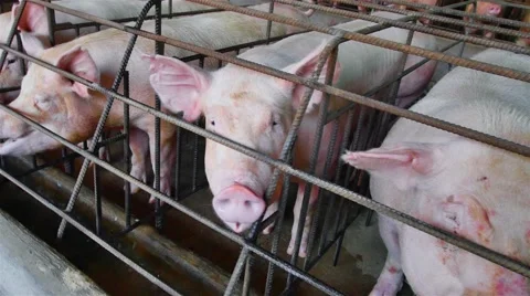 Interbreeding large pig farm. Video stock 46829727