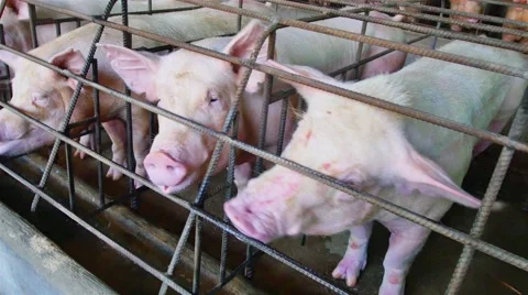 Interbreeding large pig farm. Видео 46833250