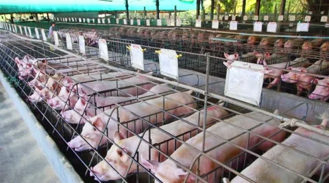 Interbreeding large pig farm. Stock Footage