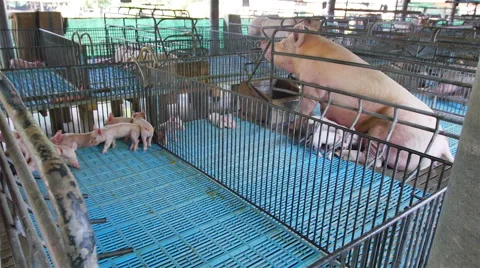 Interbreeding large pig farm. Видео 46837223