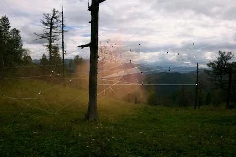 Interconnected laser beams between trees Stock Photos