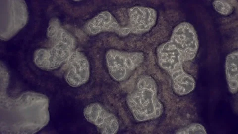 Interconnecting network of slime mold showing cytoplasmic streaming. Stock Footage 156789684