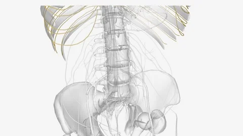The intercostal nerves are part of the somatic nervous system, aiding in the Stock Footage 271052202