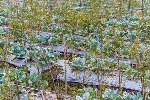Intercropped Vegetable Beds with String Trellis and Plastic Mulch Stockfoto's