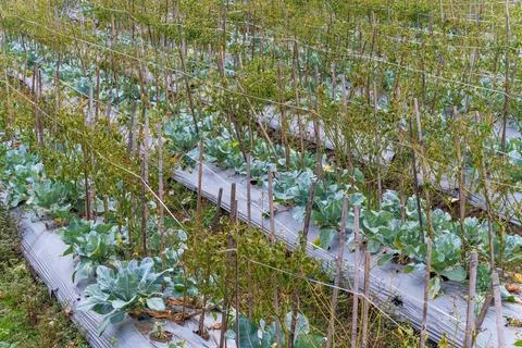 Intercropped Vegetable Rows with Plastic Mulch in Dry Season Stockfoto's