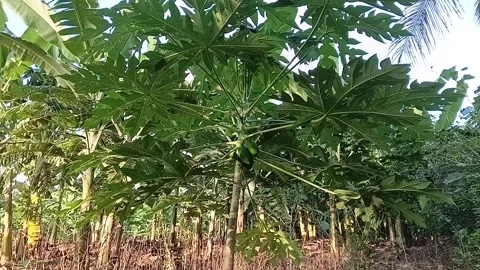Intercropping Concept: Papaya Growing Inside a Banana Plantation Stock Footage 326168676
