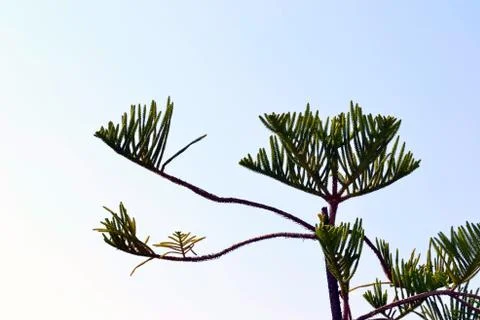 Interesed branch of a tree Foto stock