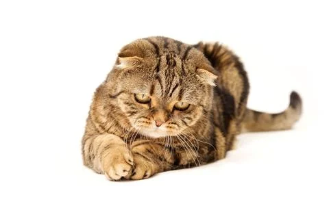 Interested cat isolated on white background. The cat looks at something. Fotos de archivo
