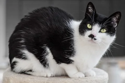 Interested cat Stock Photos