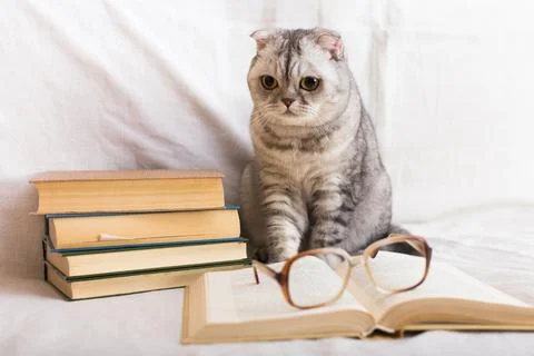 Interested cat sitting near stack of books and owner glasses Stock Photos